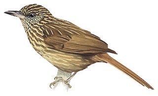 Striped Treehunter - Thripadectes holostictus - Birds of the World
