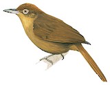 Chestnut-crowned Foliage-gleaner Illustration