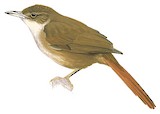 Olive-backed Foliage-gleaner Illustration