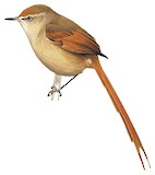 Tawny Tit-Spinetail Illustration