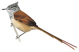 Araucaria Tit-Spinetail Illustration