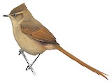 Brown-capped Tit-Spinetail Illustration