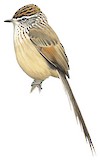 Plain-mantled Tit-Spinetail Illustration