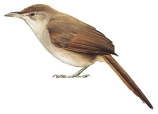 Phacellodomus striaticeps griseipectus