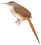 Chestnut-backed Thornbird Illustration