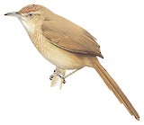 Spot-breasted Thornbird Illustration