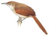 Greater Thornbird Illustration