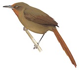 Orange-eyed Thornbird Illustration