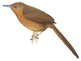 Orange-breasted Thornbird Illustration