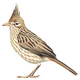 Lark-like Brushrunner Illustration