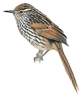 Asthenes flammulata flammulata