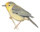 Orange-fronted Plushcrown Illustration