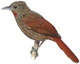 Delta Amacuro Softtail Illustration