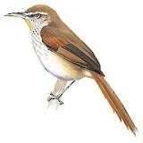 Sulphur-bearded Reedhaunter Illustration