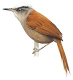 Light-crowned Spinetail Illustration