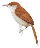 Parker's Spinetail Illustration