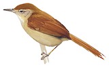 Coiba Spinetail Illustration