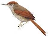 Scaled Spinetail Illustration