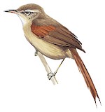 Olive Spinetail Illustration