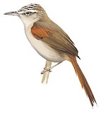 Stripe-crowned Spinetail Illustration