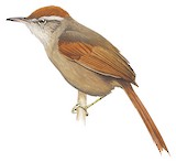 Ash-browed Spinetail Illustration