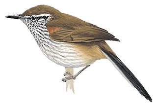 Pseudasthenes humicola polysticta