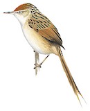 Bay-capped Wren-Spinetail Illustration