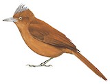 Grey-crested Cacholote Illustration