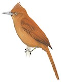 Caatinga Cacholote Illustration