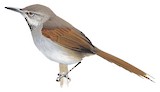 White-bellied Spinetail Illustration