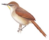 Yellow-chinned Spinetail Illustration