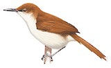 Red-and-white Spinetail Illustration