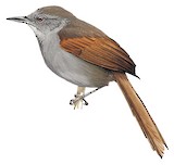 Maranon Spinetail Illustration