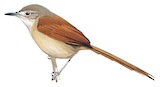 Araguaia Spinetail Illustration