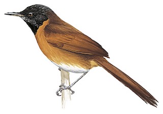 Synallaxis candei atrigularis