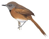 Rufous-breasted Spinetail Illustration