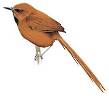 Black-throated Spinetail Illustration