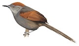 Slaty Spinetail Illustration