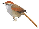 Rufous-capped Spinetail Illustration