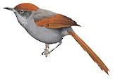 Pinto's Spinetail Illustration