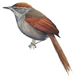 Dusky Spinetail Illustration