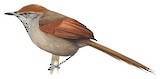 McConnell's Spinetail Illustration