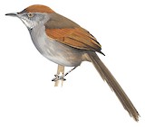 Cinereous-breasted Spinetail Illustration