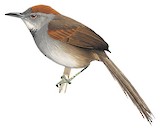 Dark-breasted Spinetail Illustration