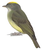 Saffron-crested Tyrant-Manakin Illustration