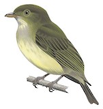 Wied's Tyrant-Manakin Illustration