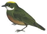 Yellow-crested Manakin Illustration