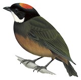 Flame-crested Manakin Illustration