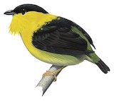 Golden-collared Manakin Illustration