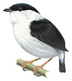 White-bearded Manakin Illustration